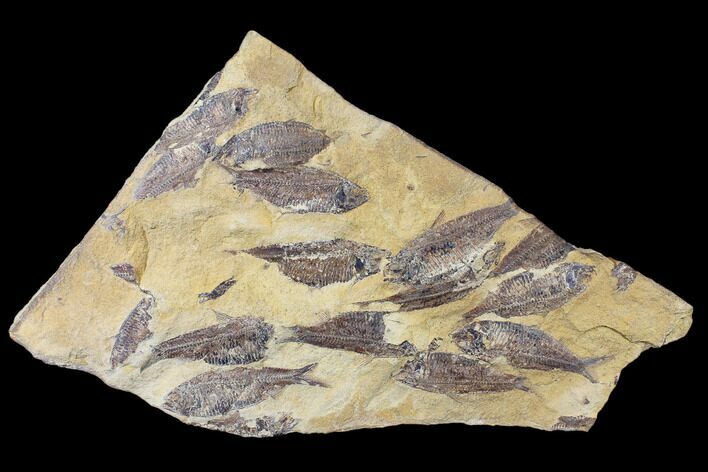Fossil Fish (Gosiutichthys) Mortality Plate - Lake Gosiute #130054
